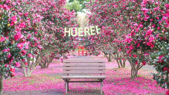 Summer Hydrangea Limited Edition|Hueree Natural Ecological Park x Jeju Folk Village x Seongsan Ilchulbong