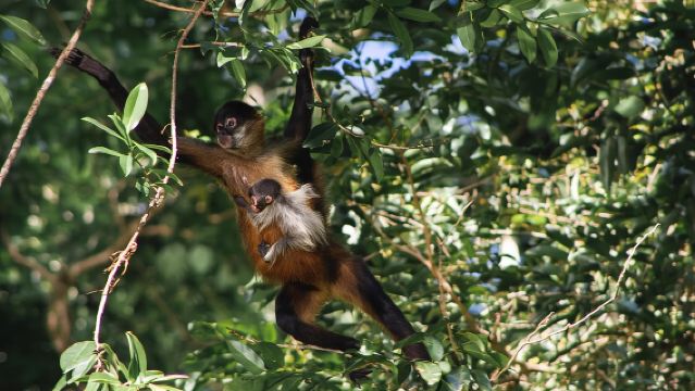 ทัวร์พายเรือแคนูในอุทยานแห่งชาติตอร์ตูเกโร