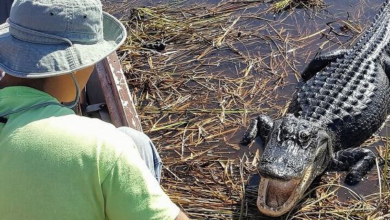 Halbtägige Tour durch den Everglades-Nationalpark mit 1-stündiger Airboat-Fahrt