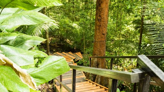 Tour Ngày Taman Negara với Canopy Walk từ Kuala Lumpur (Chia sẻ)