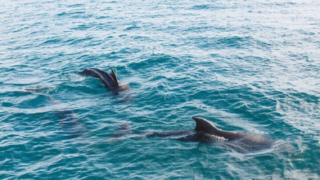 Cruceros turísticos por el río Surfers Paradise