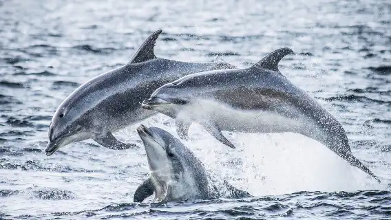 Doubtful Sound / Patea nature eco cruise 1-day tour [Depart from Manapouri/Queenstown/Te Anau]