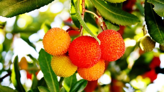 Desde Quarteira, Albufeira o Portimão: Silves y Monchique