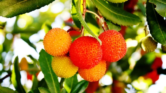 Quarteira, Albufeira 또는 Portimão에서: Silves & Monchique