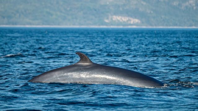 Tadoussac/Charlevoix: Whale Watching Tour & Bear Observation