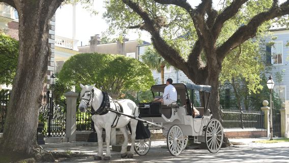 Charleston, SC: Private Evening Horse & Carriage Tour