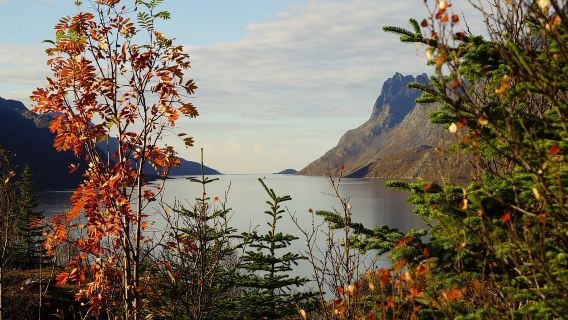 Tromsø: Fjord Sightseeing in a Tesla X Luxury Electric Car