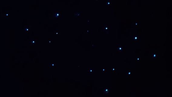 Glühwürmchen-Tour an der Nordküste von Auckland