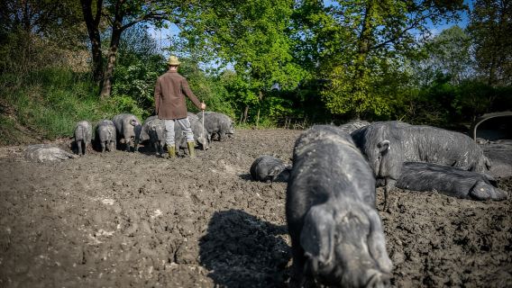 Polesine Parmense: Tiket Museum Culatello di Zibello