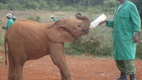 Nairobi National Park, Giraffe Center and Elephant Orphanage Day Tour from Nairobi