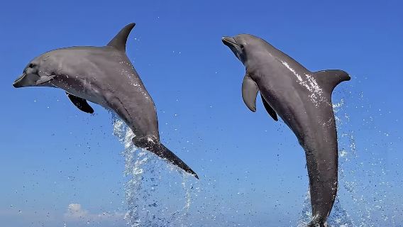 杜拜出發+阿曼海塞卜城堡+海塞卜追海豚【包車一日遊】