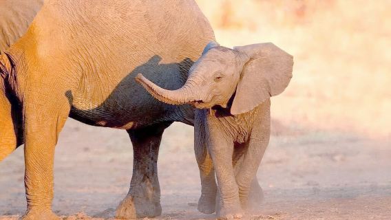 【開普敦出發】參觀五大獸-阿奎拉私人野生動物自然保護區一日遊