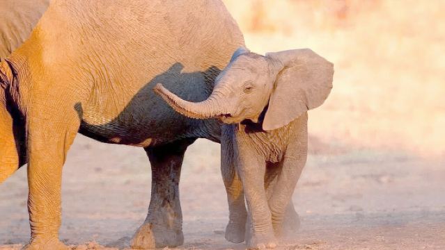 【開普敦出發】阿奎拉野生動物自然保護區(五大獸保護區)一日遊