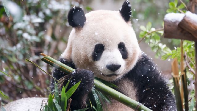 成都パンダ基地＋都江堰ワンデーツアー