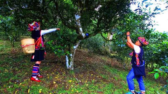 雲南西雙版納曼丟古寨+南糯山一日遊-獨立汽車酒店接送