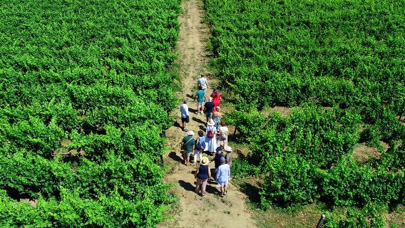 Douro Valley Tour - 3 Wine tastings, Lunch & river Cruise