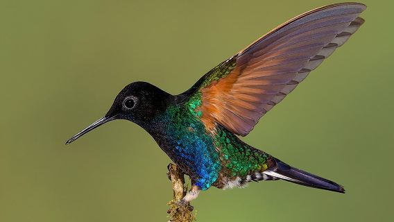 Kolibri-Expedition – Auf der Suche nach den Juwelen des Nebelwaldes.