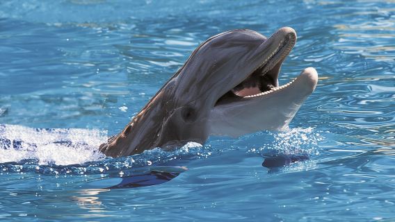 Exclusive Dolphin Cove Montego Bay Tour