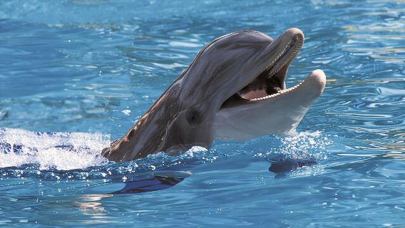 Exclusive Dolphin Cove Montego Bay tour