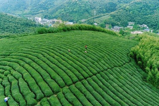 中國杭州：九溪煙樹+龍井村+梅家塢 龍井茶園徒步之旅