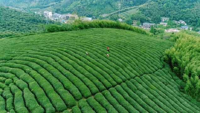 Hangzhou, China: Nine Creeks in the Misty Forest + Longjing Village + Meijiawu Longjing Tea Plantation Hiking Tour