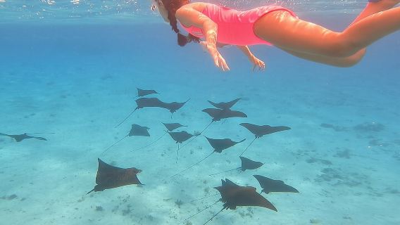 ทัวร์ซาฟารีทะเลสาบเต็มวันพร้อมอาหารกลางวันในโบราโบรา - ทัวร์แบบร่วม