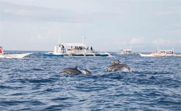 Bohol Island: Dolphin Watching, Balicasag Island Snorkeling, Napaling Snorkeling 1-day Tour