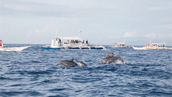Bohol: Menonton Dolphin, Balicasag Snorkeling dan Napaling Snorkeling Day Trip