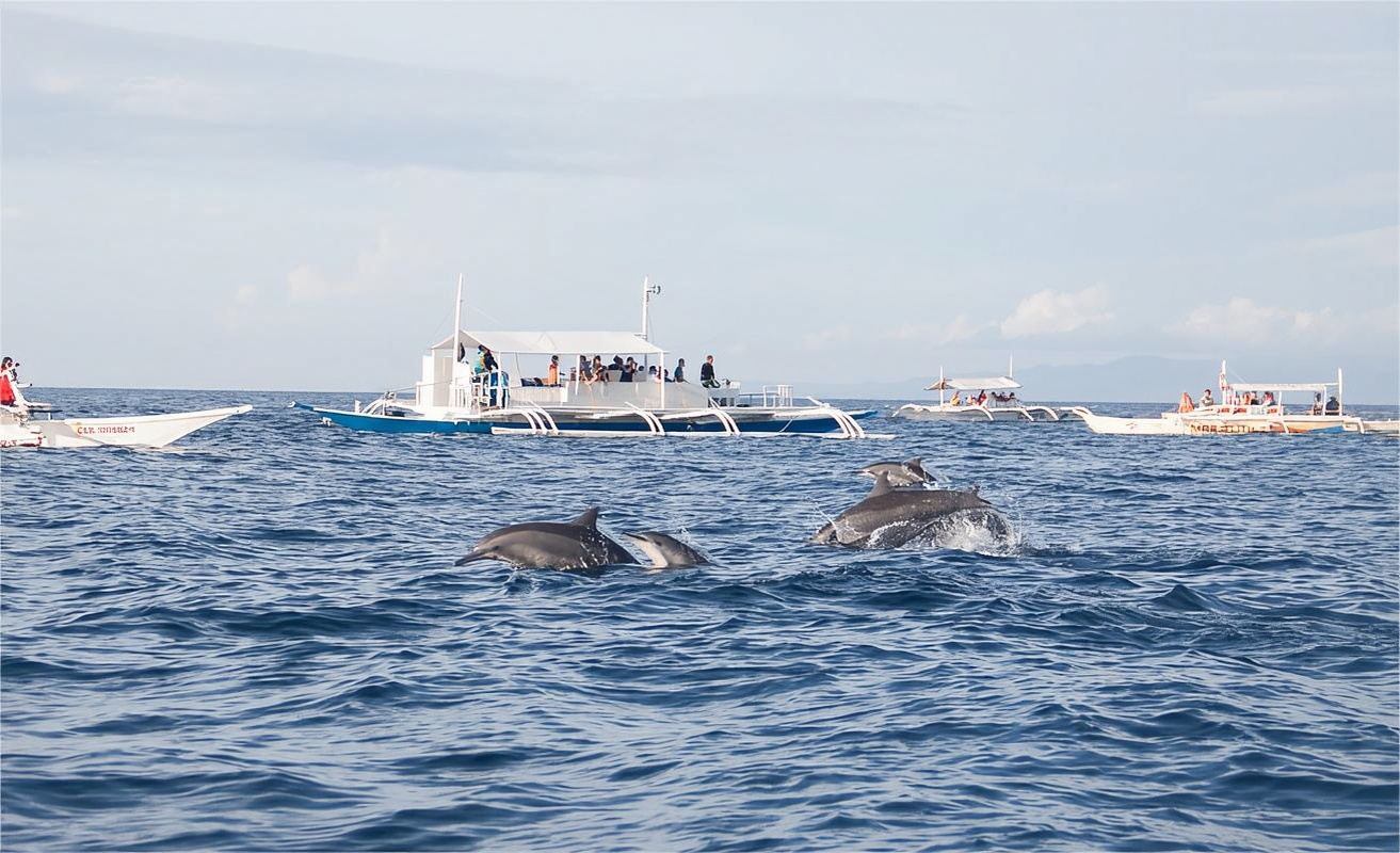 Bohol Island: Dolphin Watching, Balicasag Island Snorkeling, Napaling Snorkeling 1-day Tour