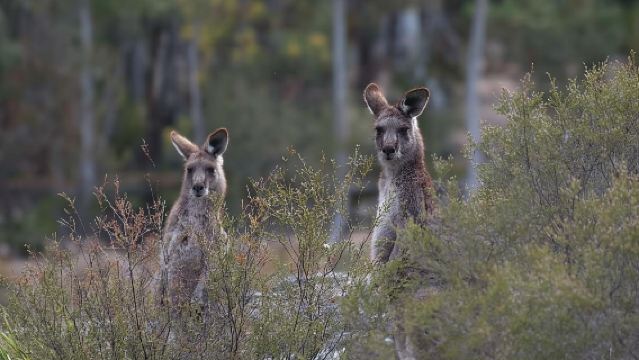 Blue Mountains Small-Group Insider Tour from Sydney