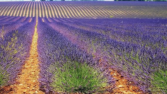 Half-day lavender flower viewing tour in Valensole, France | Seasonal offer