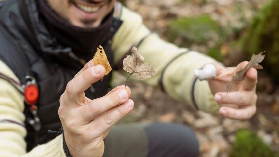 Лес Ламоне: среди разбойников и угольщиков