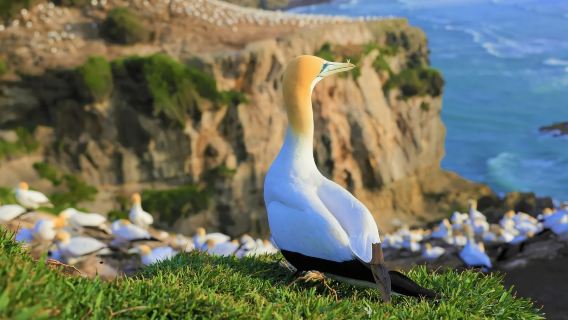 新西蘭奧克蘭包車一日遊 市區+小黑子沙灘自由暢玩+行程可調
