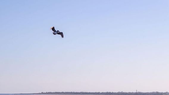 Charleston: Sightseeing Harbor Tour & Dolphin Watch