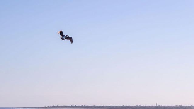 Charleston: Pelabuhan Bersiar-siar & Menonton Dolphin