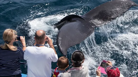 Whale-Watching Cruise from Newport Beach