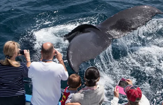 從紐波特海灘出發的賞鯨遊船