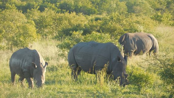 Safari di un giorno intero al Parco Kruger da Nelspruit, Whiteriver o Hazyview