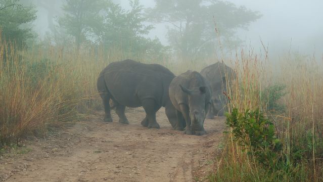 Kruger National Park Morning Game Drive from Hazyview