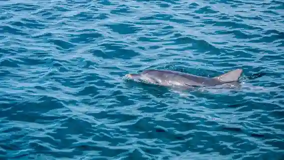 澳洲雪梨史蒂芬斯港一日遊【可選含餐滑沙/可包車】