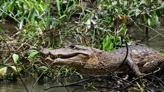 Tortuguero National Park Canal Tour with Canoe