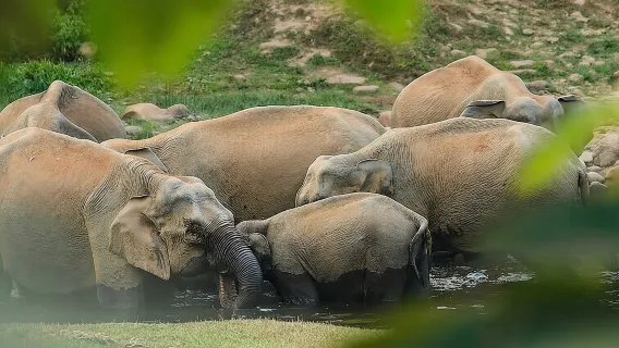 Tour degli elefanti selvatici di Anakulam e delle cascate (trekking nella valle di Munnar)