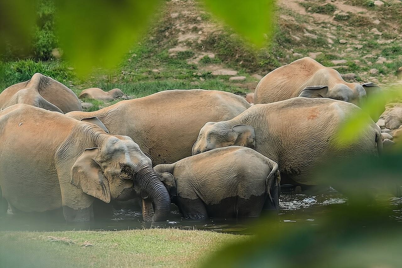 Tour de elefantes salvajes en Anakulam y cascadas (senderismo por el valle de Munnar)