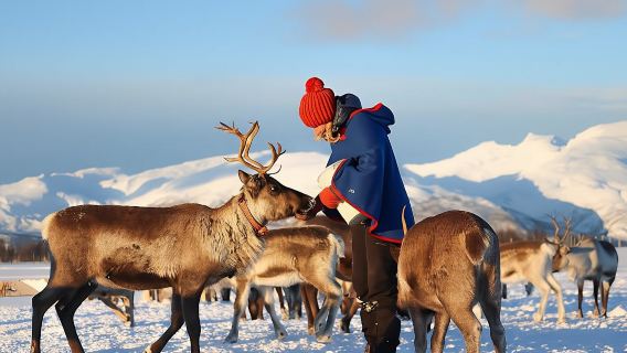 Experience the Sami culture at a reindeer camp