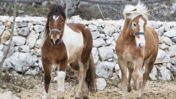 Campagne de Split : balade à cheval, Soparnik et forteresse de Klis