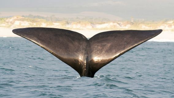 Victor Harbor: crociera avventurosa nell'Oceano Antartico con guida