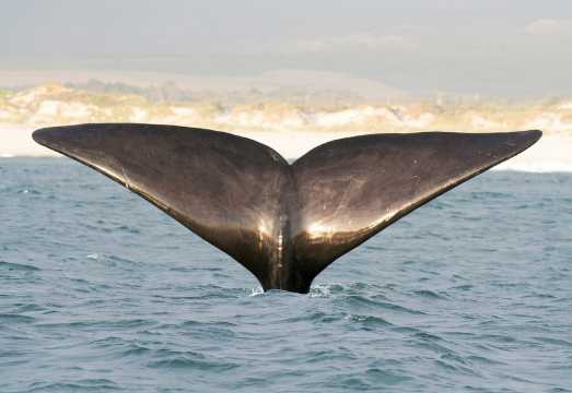 Victor Harbor: Southern Ocean Adventure Cruise with Guide AUD 75.93