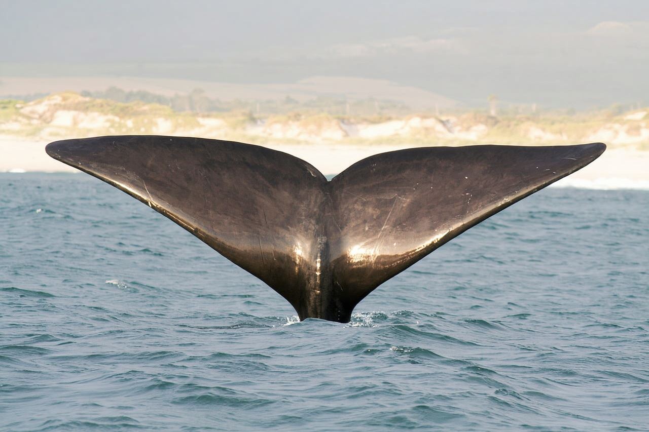 Victor Harbor: Southern Ocean Adventure Cruise with Guide