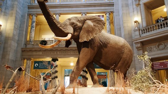 スミソニアン自然史博物館＋アメリカ歴史博物館 8ページ | Trip.com