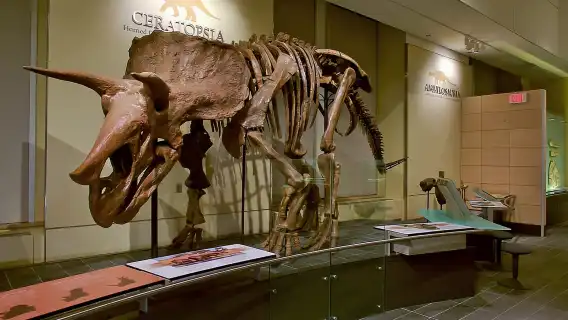 Ottawa: Canadian Museum of Nature Admission